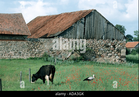 Weißstorch (Ciconia Ciconia), mit Kuh in ländlicher Umgebung, Polen Stockfoto