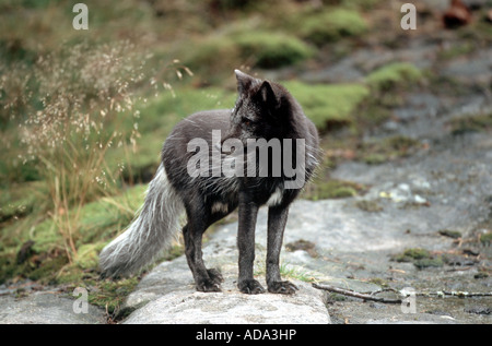 Polarfuchs, Polarfuchs (Alopex Lagopus, Vulpes Lagopus), mit Sommerfell Stockfoto