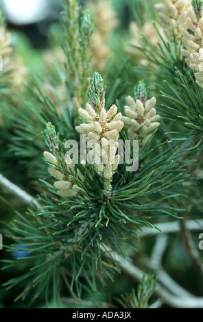 Latschenkiefer, Mugo Pine (Pinus Mugo), männliche Blütenstände Stockfoto