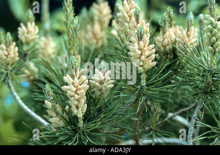 Latschenkiefer, Mugo Pine (Pinus Mugo), männliche Blütenstände Stockfoto