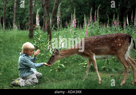 Damhirsch (Dama Dama, Cervus Dama), junge Fütterung Hind in einem Wildpark Stockfoto