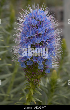 Vipersbugloss, stolz von Madeira (Echium Nervosum), Blütenstand, Portugal, Madeira Stockfoto