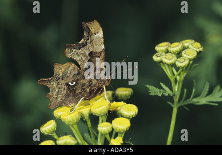 Komma (Polygonia c-Album, Komma c-Album, Nymphalis c-Album), auf gemeinsame Rainfarn, Deutschland, Saarland Stockfoto