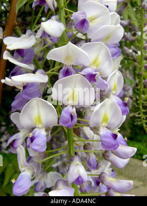 Chinesischer Blauregen (Wisteria Sinensis), Blütenstand Stockfoto