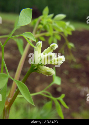 Klettern Corydalis (Ceratocapnos Claviculata, Corydalis Claviculata), Blütenstand Stockfoto