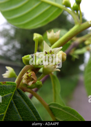 Faulbaum, glänzend Faulbaum (Frangula Alnus, Rhamnus Frangula), feed-Anlage für die Brimestone Blütenstand Stockfoto
