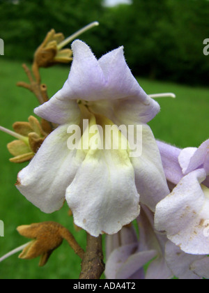 Kaiserin Baum (Paulownia Tomentosa), Blume Stockfoto