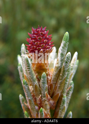 Latschenkiefer, Mugo Pine (Pinus Mugo), junge Kegel Stockfoto