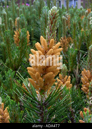 Latschenkiefer, Mugo Pine (Pinus Mugo), männliche Blütenstände Stockfoto