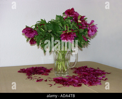 Paeony (Paeonia Officinalis), welken Blumenstrauß in einer Vase auf dem Schreibtisch Stockfoto