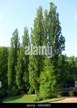 Lombardei-Pappel (Populus Nigra var. Italica, Populus Nigra 'Italica' Populus Italica), Bäume in einem park Stockfoto