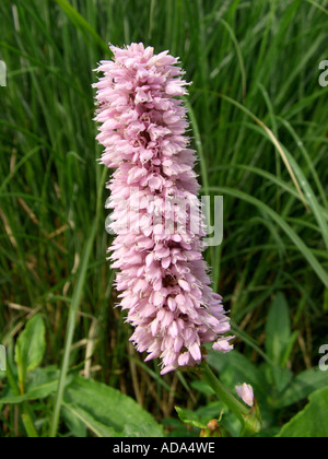 gemeinsamen cm, Wiese cm (Polygonum Bistorta, großen Bistorta), Blütenstand Stockfoto