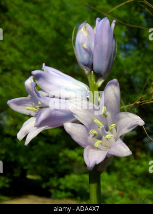 Hybrid-Bluebell (Hyacinthoides X massartiana, Hyacinthoides X variabilis, Hyacinthoides Hispanica X Hyacinthoides non-Scripta), Stockfoto