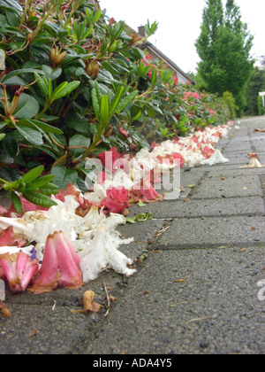 Rhododendron Repens Baden Baden: Gefallene aus Blüten der Rhododendron Hecke nach einer intensiven Regen Stockfoto