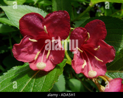 Crimson Weigela (Weigela Edelrosen), Blume Stockfoto