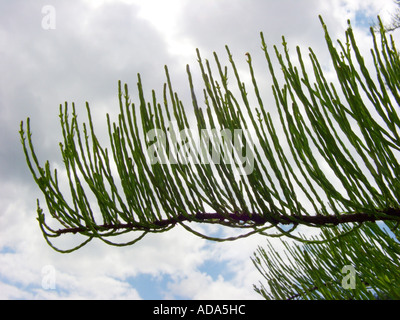 Teich Cypress, Teich Baldcypress (Taxodium Ascendens, Taxodium Distichum var. Imbricatum), Zweig mit aufsteigenden Zweigen Stockfoto