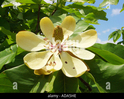 Regenschirm Magnolia, Umbrella Tree, Magnolia Sonnenschirm (Magnolia Tripetala), Blume Stockfoto