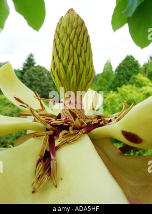 Regenschirm Magnolia, Umbrella Tree, Magnolia Sonnenschirm (Magnolia Tripetala), Blumen mit Ausdauer gefallenen aus Stockfoto