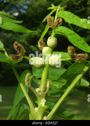 Schwarznuss (Juglans Nigra), Blütenstand Stockfoto