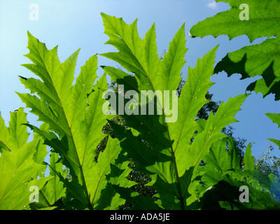 Riesenbärenklau (Heracleum Mantegazzianum), Prospekte bei Gegenlicht Stockfoto