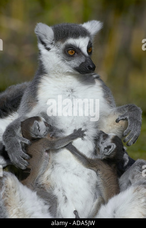 Katta (Lemur Catta), mit Babys Stockfoto