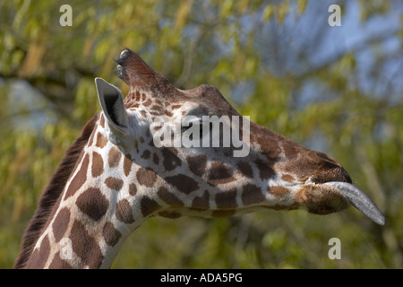 Giraffe (Giraffa Plancius), Suche Blätter Stockfoto