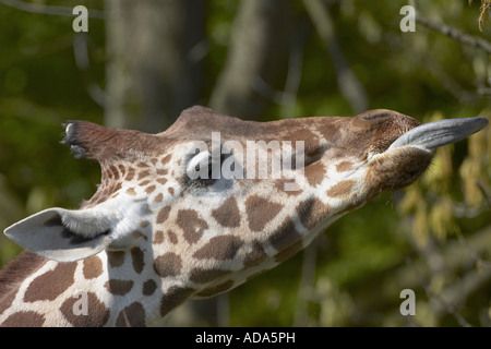 Giraffe (Giraffa Plancius), Suche Blätter Stockfoto