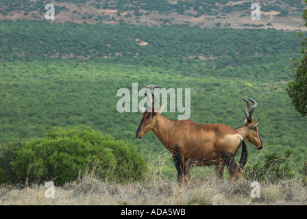 Cape Rot Kuhantilopen. Stockfoto