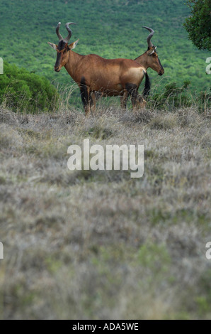 Cape Rot Kuhantilopen. Stockfoto