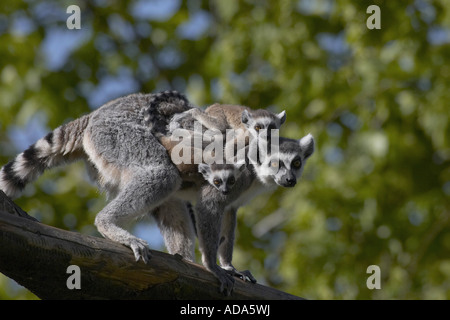 Katta (Lemur Catta), mit Zwillingen Stockfoto