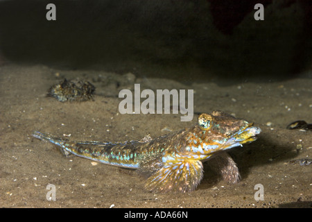 gemeinsamen Leierfischen (Callionymus Lyra) Stockfoto