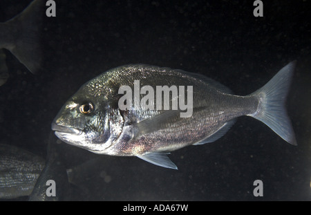 künstliche, aus Goldbrasse (Sparus Aurata, Sparus Auratus) Stockfoto