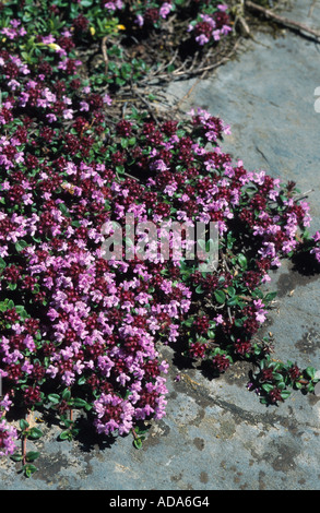 wilder Thymian, Breckland Thymian, kriechender Thymian (Thymus Serpyllum), Bloomimg, Schweiz, Flims Stockfoto