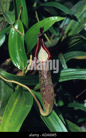 Kannenpflanze (Nepenthes Fusca), röhrenförmige geformte Blatt, Malaysia, Borneo, Mount Kinabalu Stockfoto