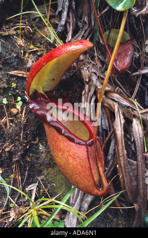 Kannenpflanze (Nepenthes Rajah), röhrenförmige geformte Blatt, Malaysia, Borneo, Mount Kinabalu Stockfoto