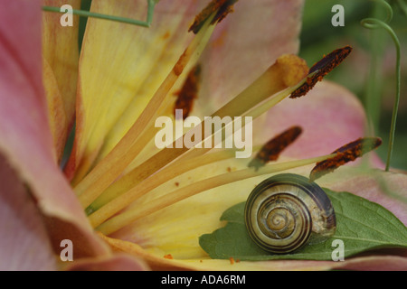 Lilie (Lilium spec.), Snail Shell in eine Lilyblossom Stockfoto