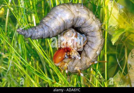 großen schwarzen Wasserkäfer, große silberne Wasserkäfer, größere Silber Käfer, Tauchen Wasserkäfer (wasserhaltigen Piceus, Hydrochara pic Stockfoto