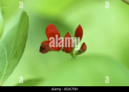Stangenbohnen, Scarlet Runner (Phaseolus Coccineus), Blumen Stockfoto