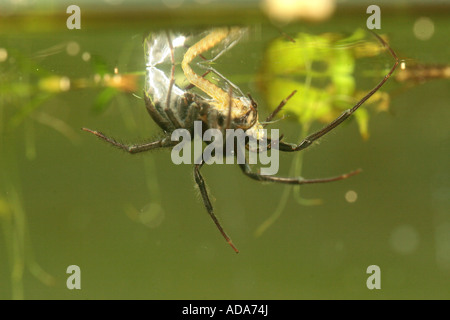 Europäische Wasserspinne (Argyroneta Aquatica), mit erbeuteten Eintagsfliege Larve, Deutschland, Bayern Stockfoto