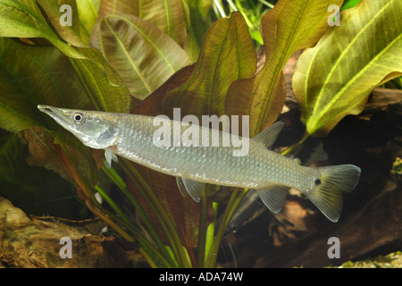 Afrikanischen Hecht Salmlern, Hepsetids (Ctenolucius Hujeta), weibliche 150 mm Stockfoto