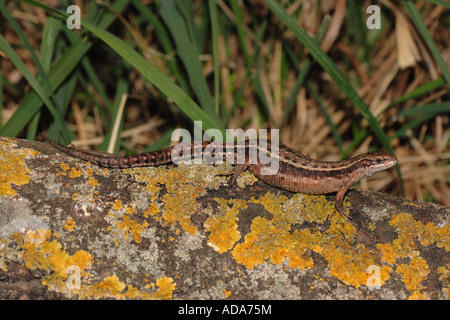 vivipare Eidechse, europäischen gemeinen Eidechse (Lacerta Vivipara, Zootoca Vivipara), schwangere Frauen, Sonnenbaden, Deutschland, Bayern Stockfoto
