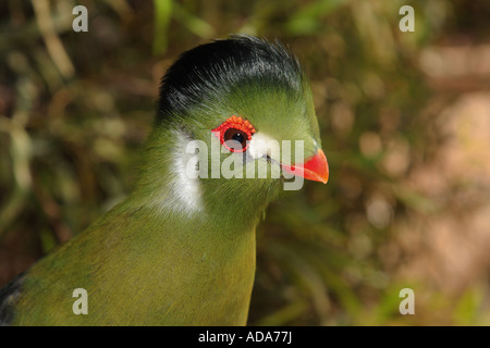 grüne Turaco (Tauraco Persa), portrait Stockfoto