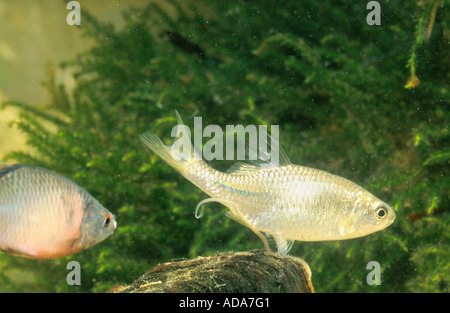 Bitterling (Rhodeus Amarus, Rhodeus Fühler), Weiblich, Versenkung Legebohrer in Muschel, Deutschland, Bayern Stockfoto