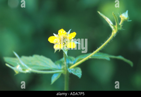 gemeinsamen Avens, Holz Avens, Klee-Wurzel (Geum Urbanum), blühen Stockfoto