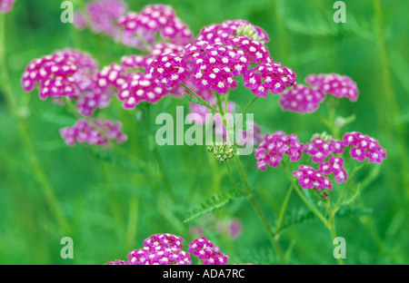 gemeinsamen Schafgarbe, Schafgarbe (Achillea spec.), blühen Stockfoto