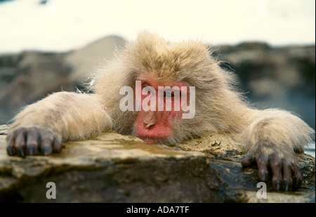 Japanischen Makaken, Schnee-Affen (Macaca Fuscata), sitzen im warmen Frühling, Porträt, Nagano, Japan, Honshu Stockfoto