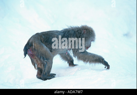 Japanischen Makaken, Schnee-Affen (Macaca Fuscata), im Schnee, Japan, Nagano, Honshu Stockfoto