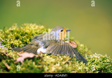 Rotkehlchen (Erithacus Rubecula), Sonnenbaden, Flügel ausbreiten, Deutschland, Westerwald, Weitefeld Stockfoto