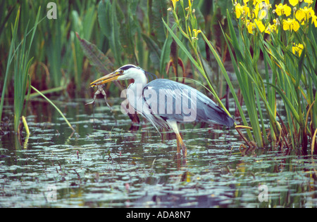 Graureiher (Ardea Cinerea), mit Gefangenen Frosch in seiner Rechnung, Niederlande, Texel, Den Hoorn Stockfoto