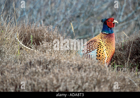 gemeinsamen Fasan, Kaukasus Fasane, kaukasische Fasan (Phasianus Colchicus), männliche sitzen in Heide, Niederlande, Texel, Den Ho Stockfoto